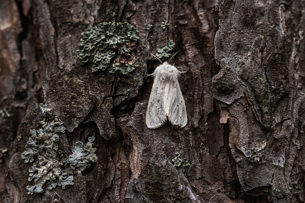 Photograph by Татьяна Тихомирова