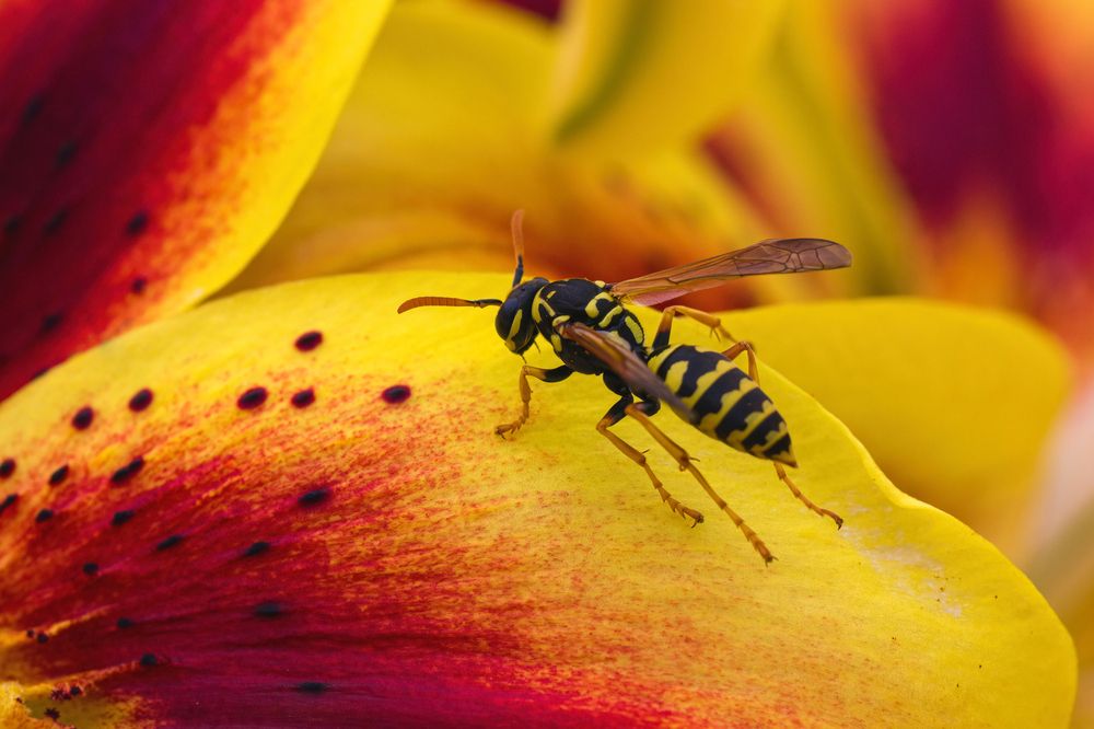 Фотография автора Александр Сурков