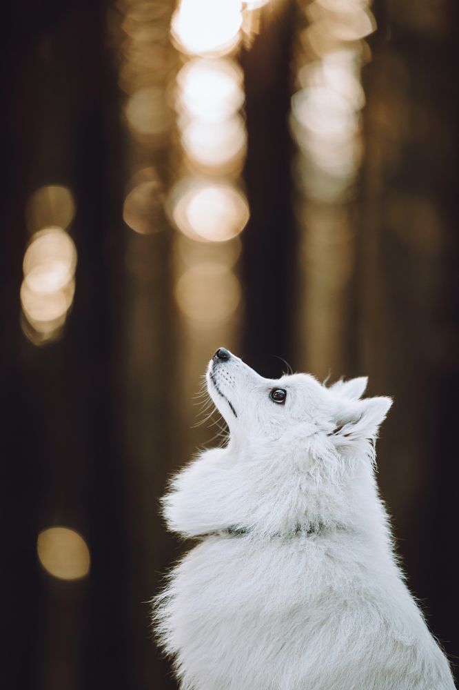 Фотография автора Екатерина Киреева