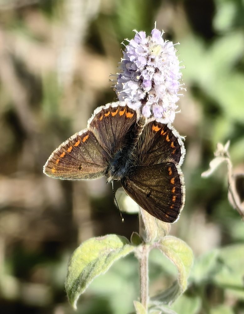 Photograph by Кристина Феминова