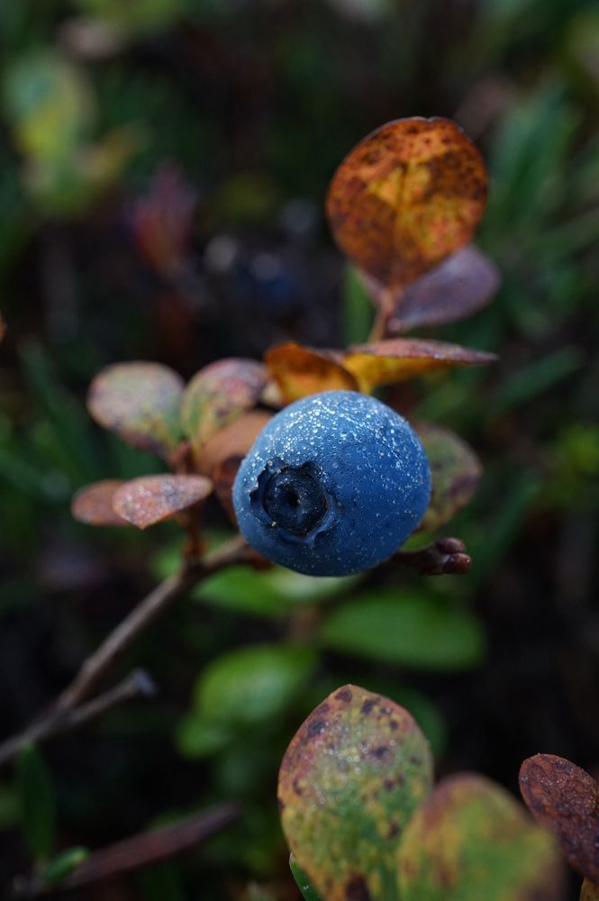 Photograph by Лена Максимкина