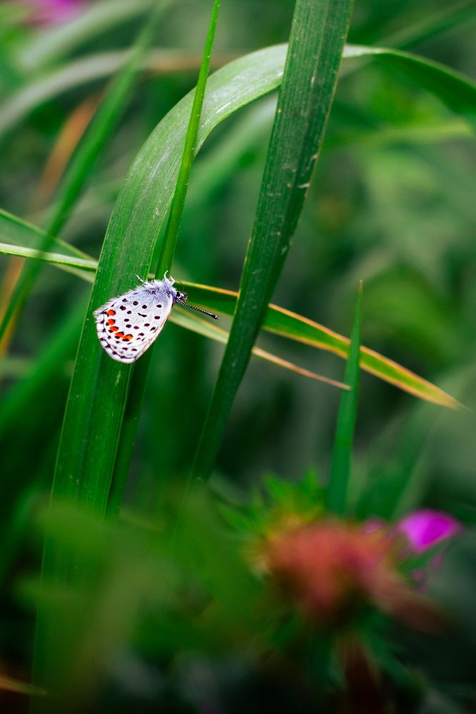 Фотография автора Олег Васильев