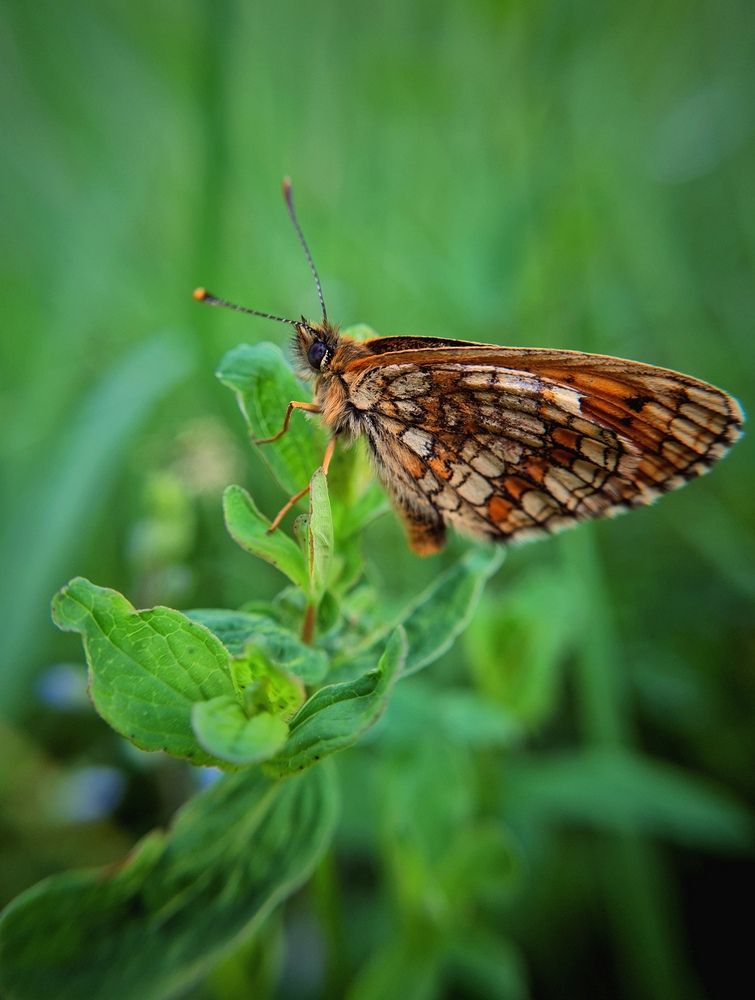 Photograph by Инна Мухина