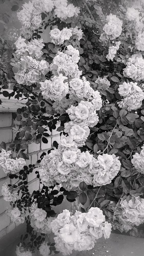 Photograph by Алла Холодова