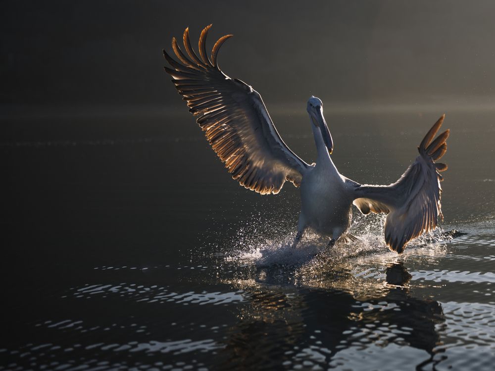 Photograph by Ruzdi Ekenheim