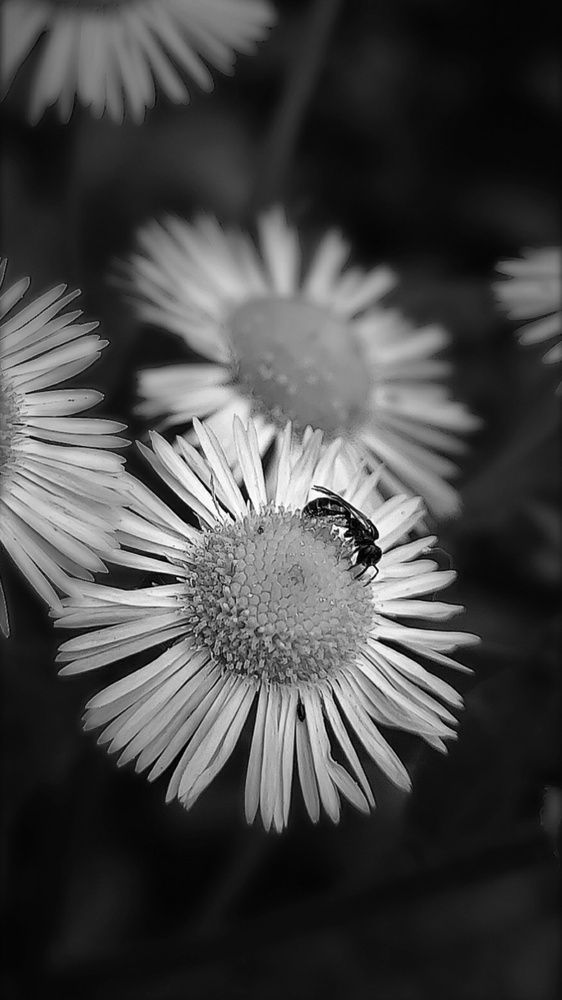 Photograph by Алла Холодова