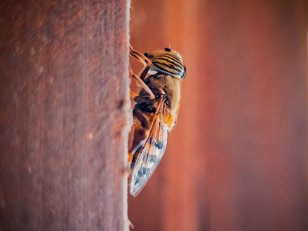 Фотография автора Ahmed Diab