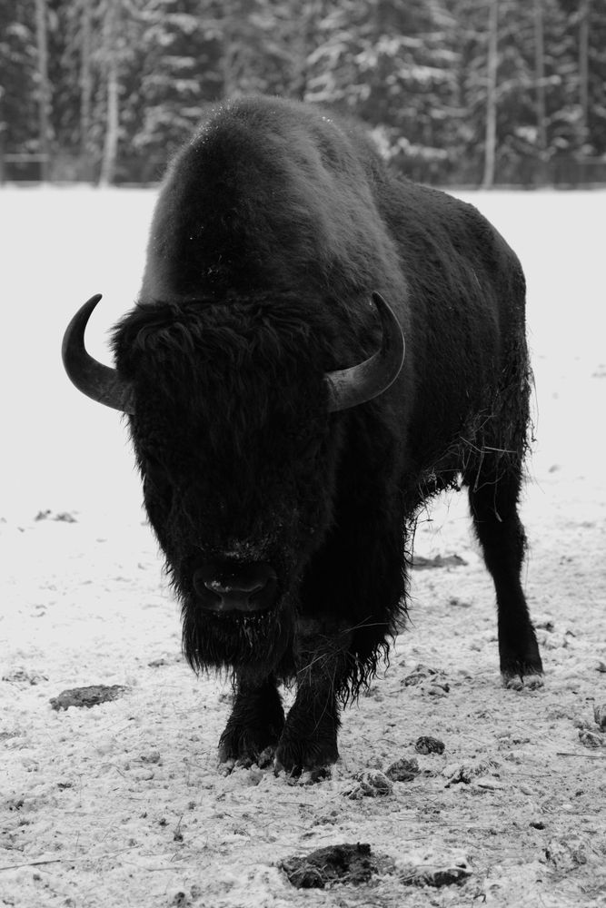Photo #11933872