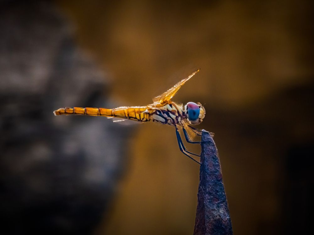 dragonfly