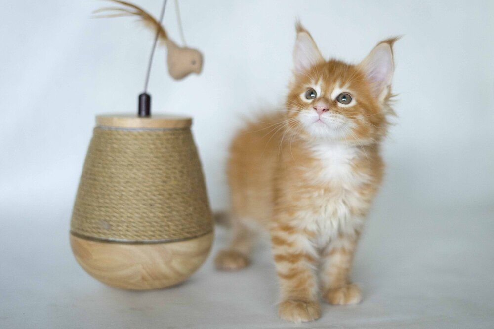 Photograph by Ирина Мамонова