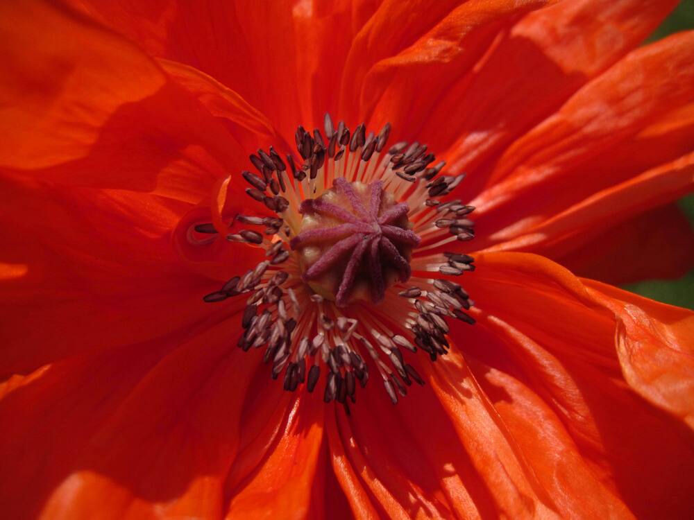 Photograph by Viktoriia Rusanova