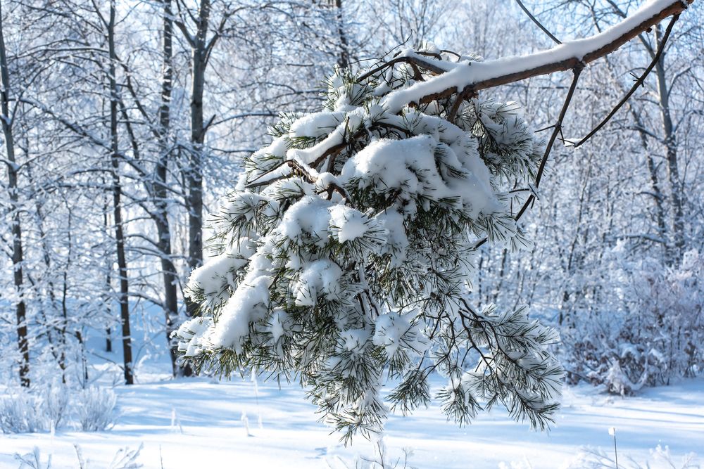 Photograph by Наталья Романова