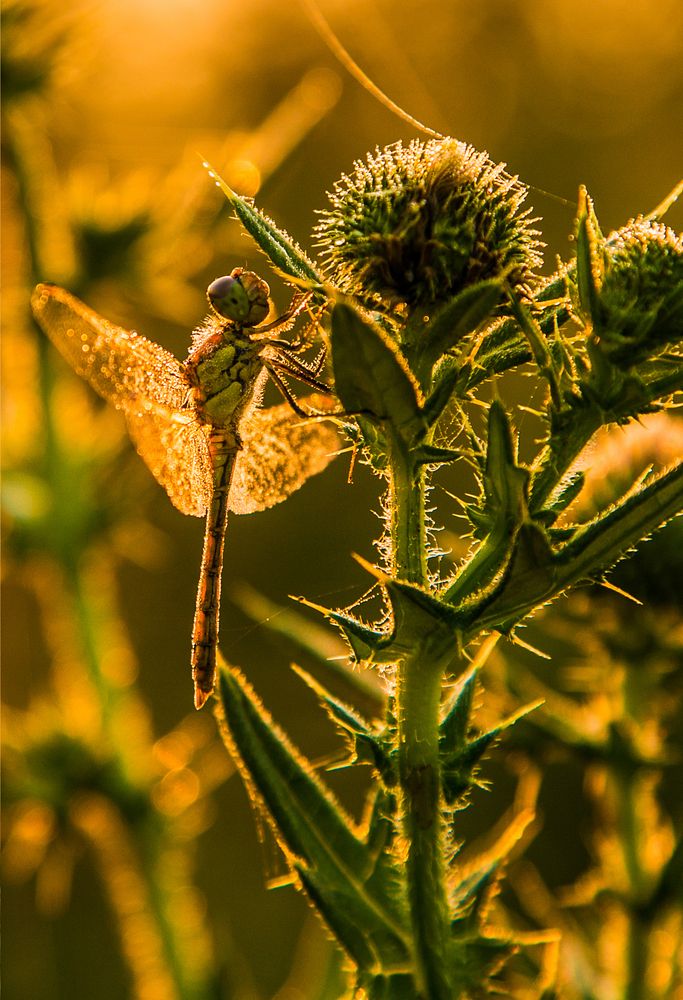 Photograph by Анна Кравец