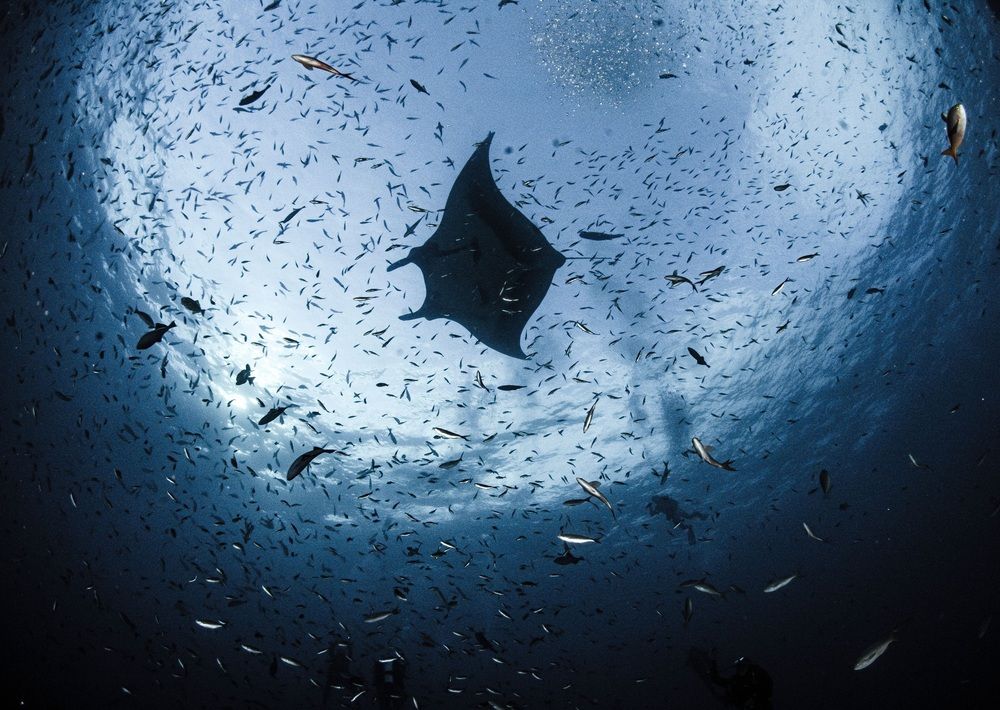 gliding over the ocean