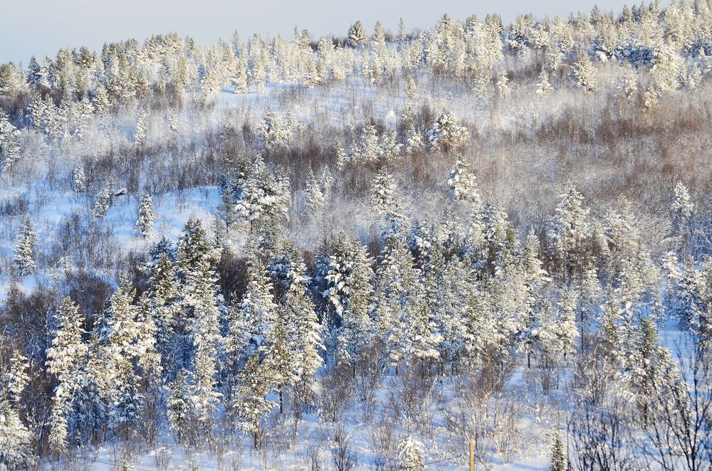 Морозное утро