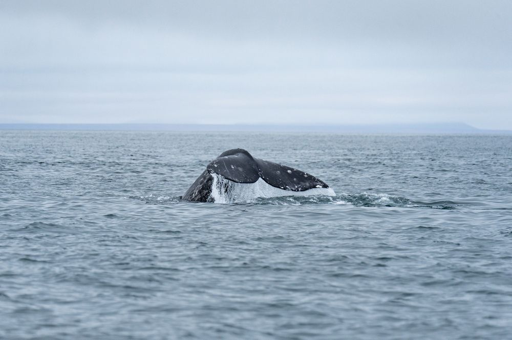 Photograph by Андрей Гусаров