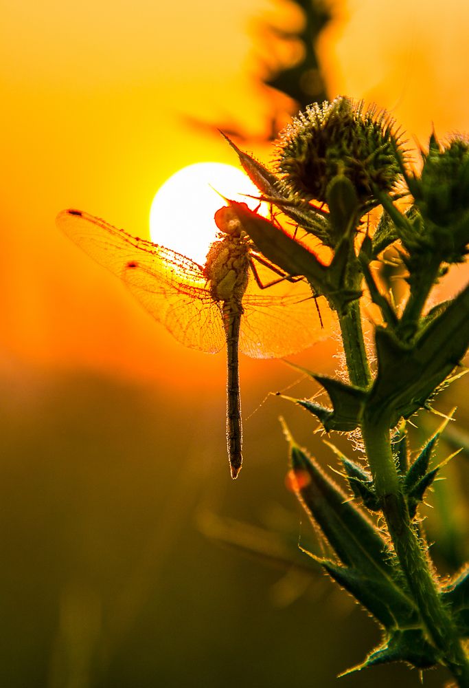 Photograph by Анна Кравец