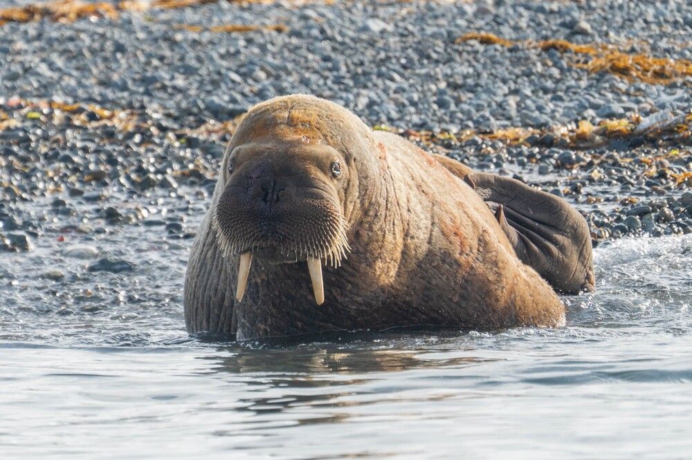 Photograph by Андрей Гусаров