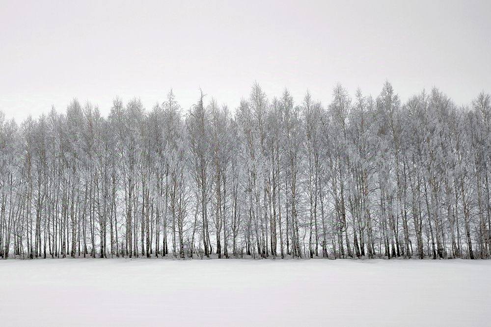 Штрихкод зимы