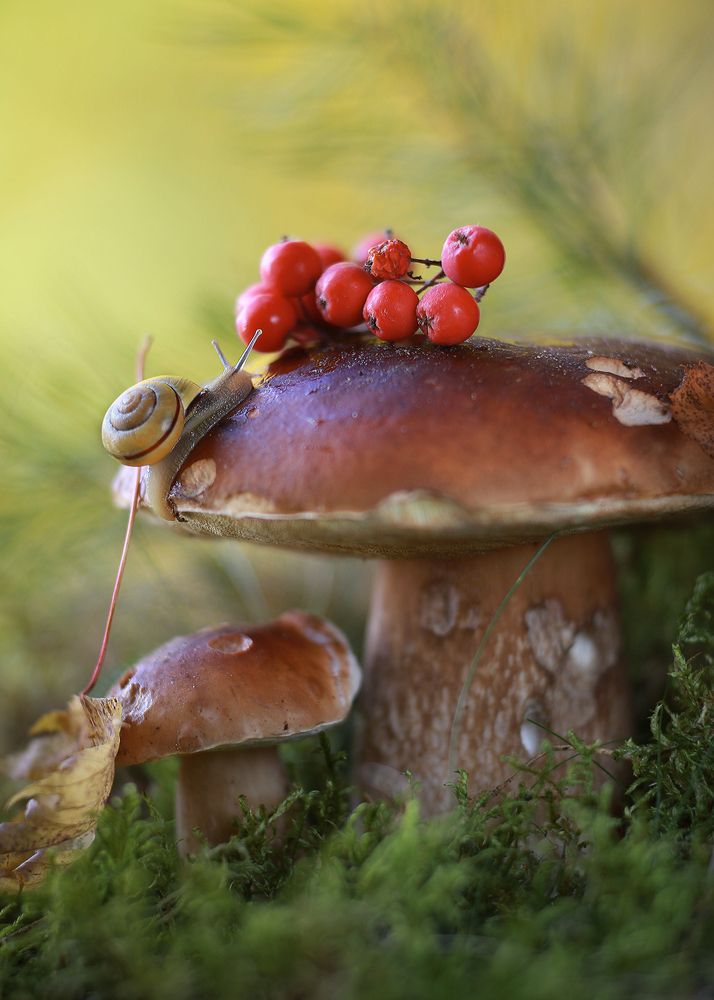 Лесные истории