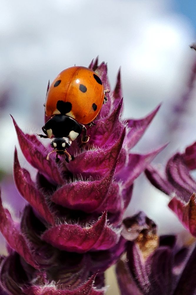 Photograph by Оксана Сандимирова