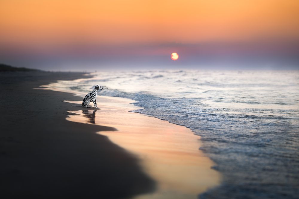 Photograph by Izabela Lyson