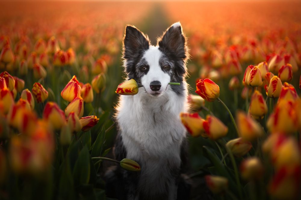 Photograph by Izabela Lyson