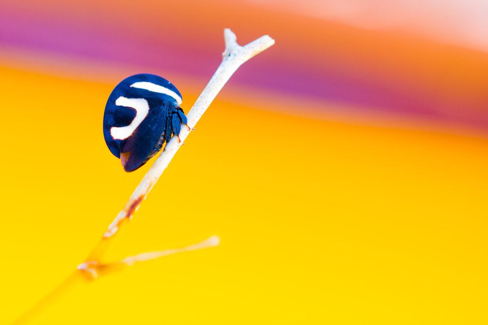 Photograph by Valmir Fernando da Silva