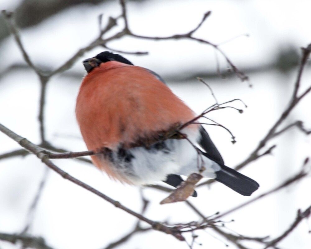 Фотография автора Александр Собокарь