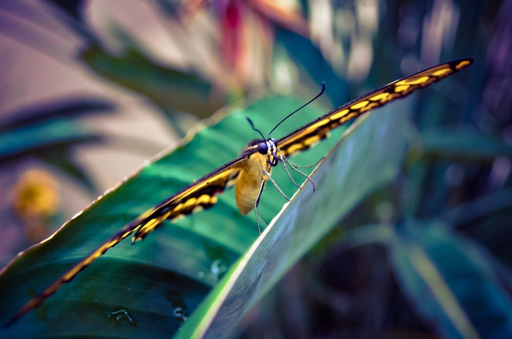 Photograph by Valmir Fernando da Silva