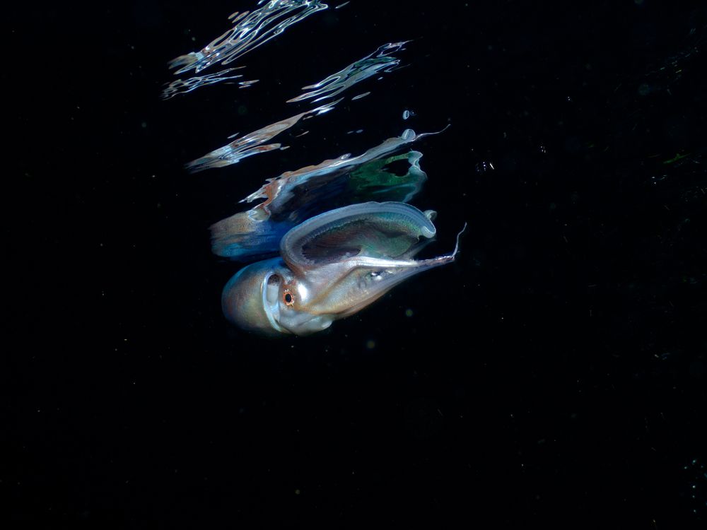 Photograph by Andy Nales Flores