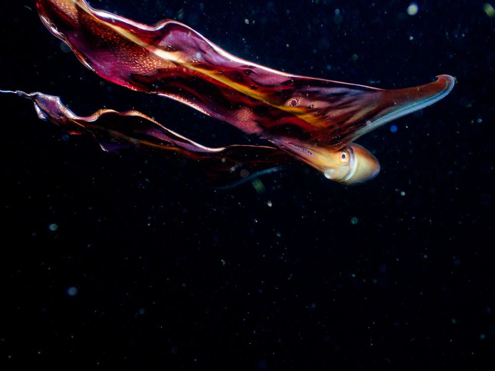 Photograph by Andy Nales Flores