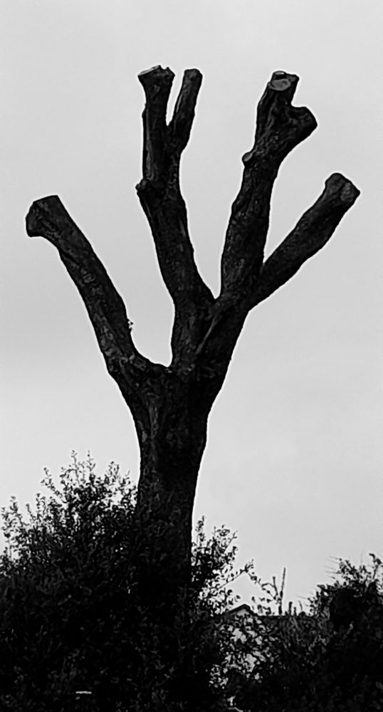 Trees