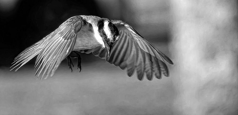 Photograph by Marcelo Luzzi