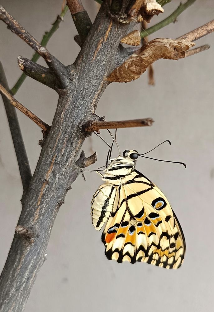 Photograph by  Oscar Simon Wiryahanjaya