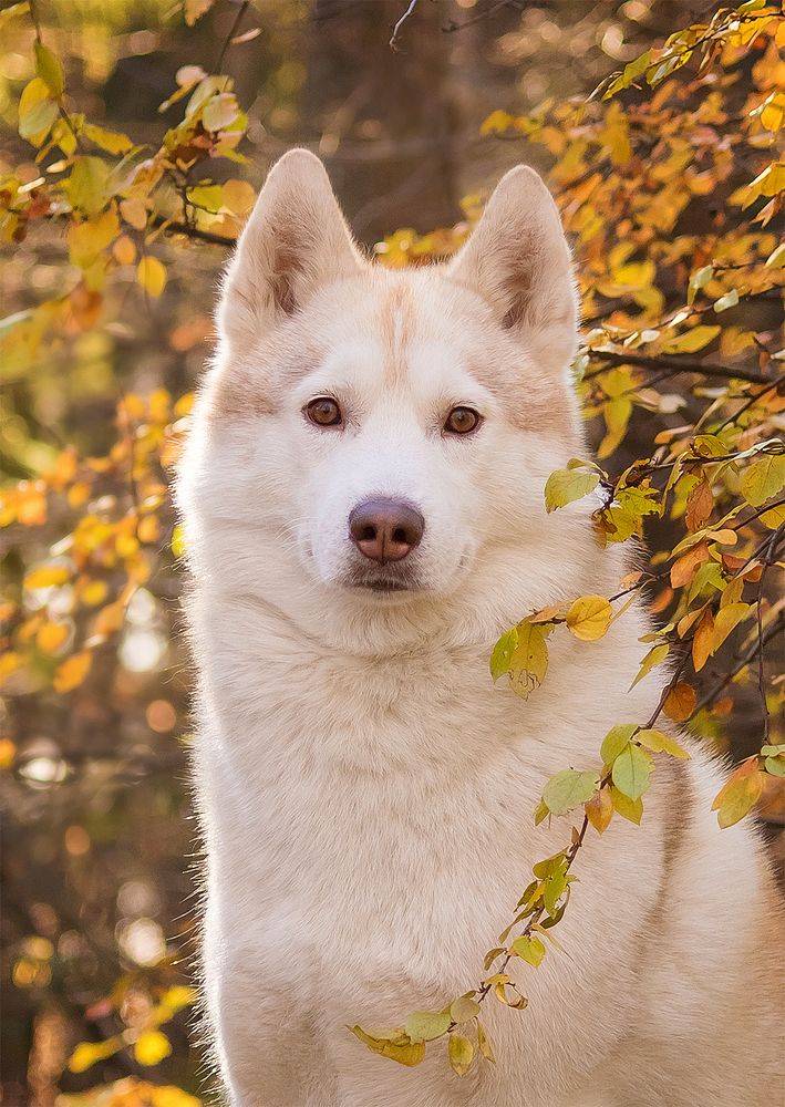 Photograph by Виктория Мамаева