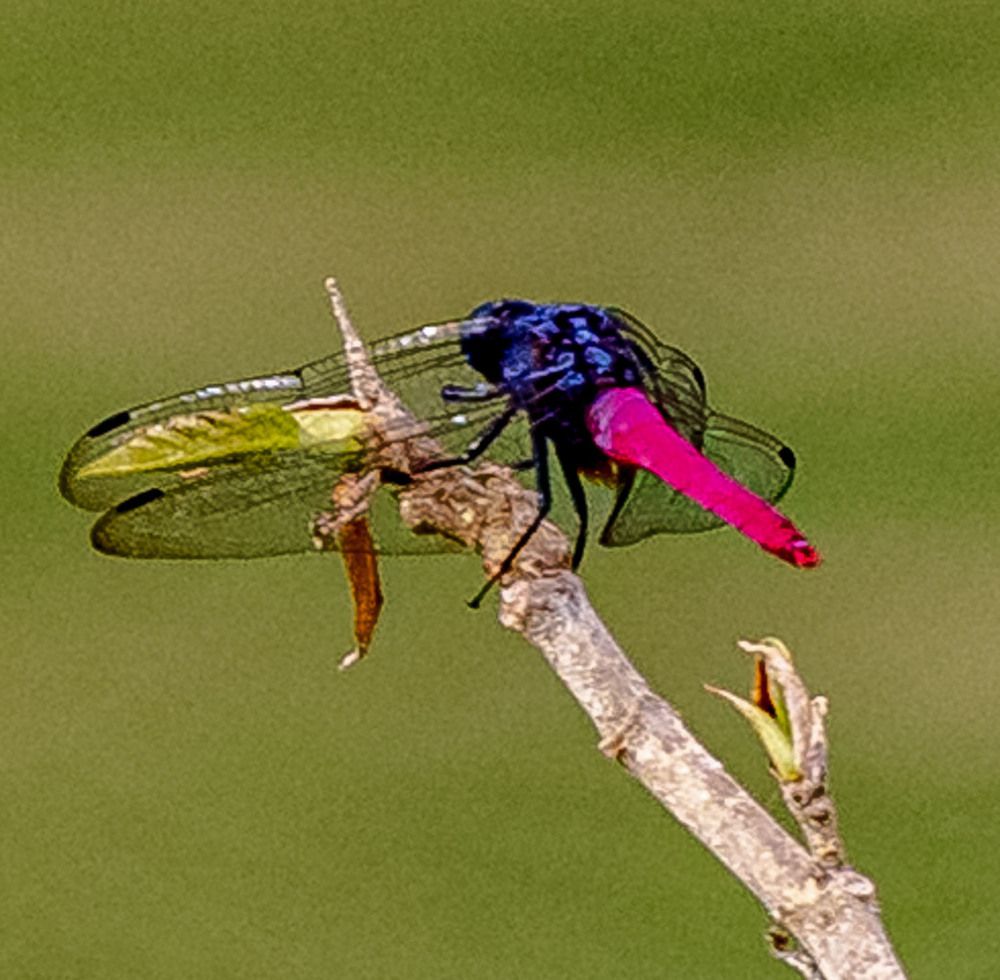 Фотография автора Quan Hung