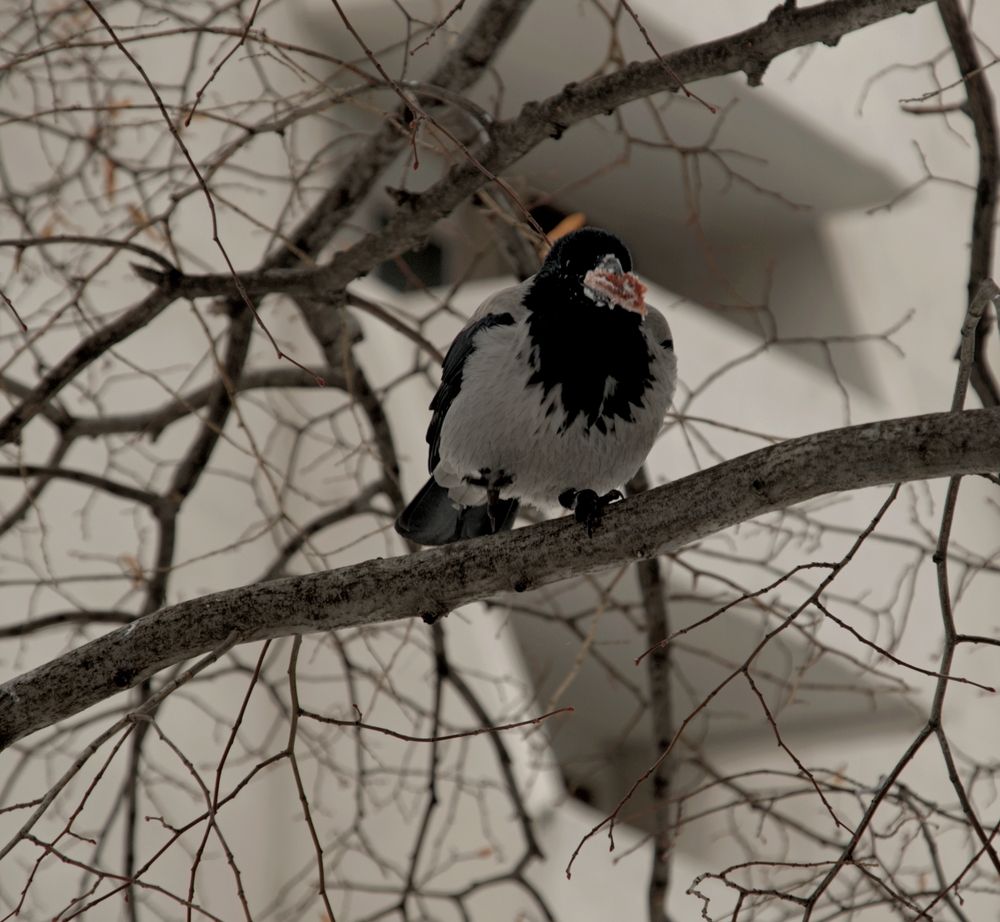 Photograph by Михаил Король