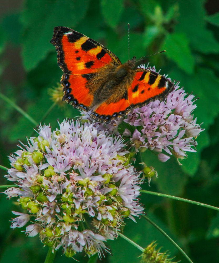 Photograph by Basan Baatarsuren