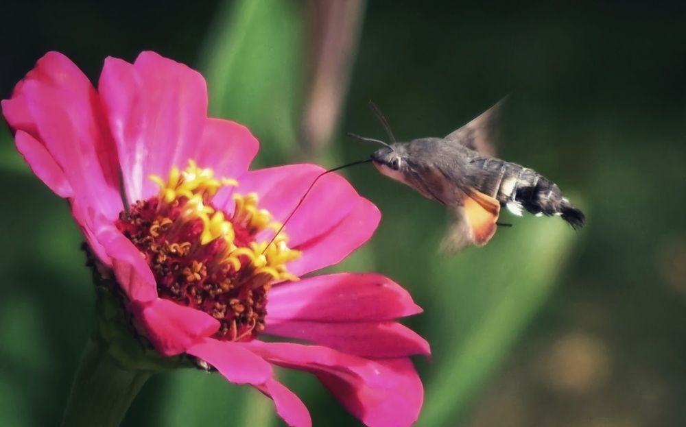 Photograph by Елена Василева