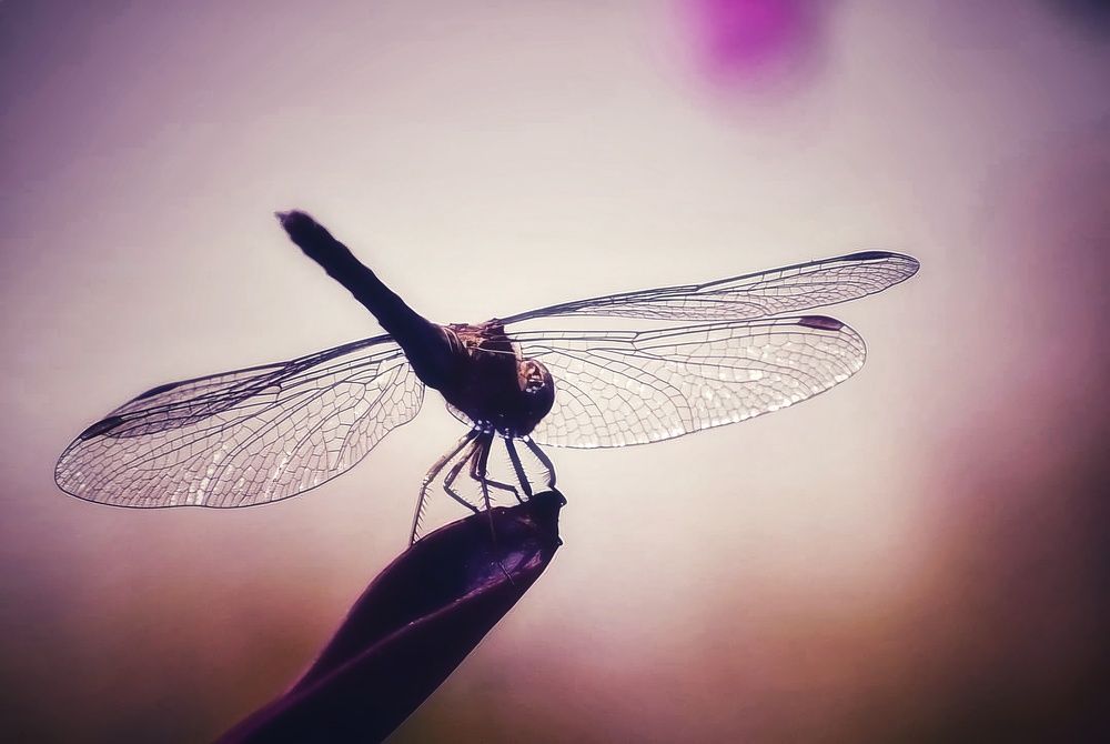 Photograph by Елена Василева