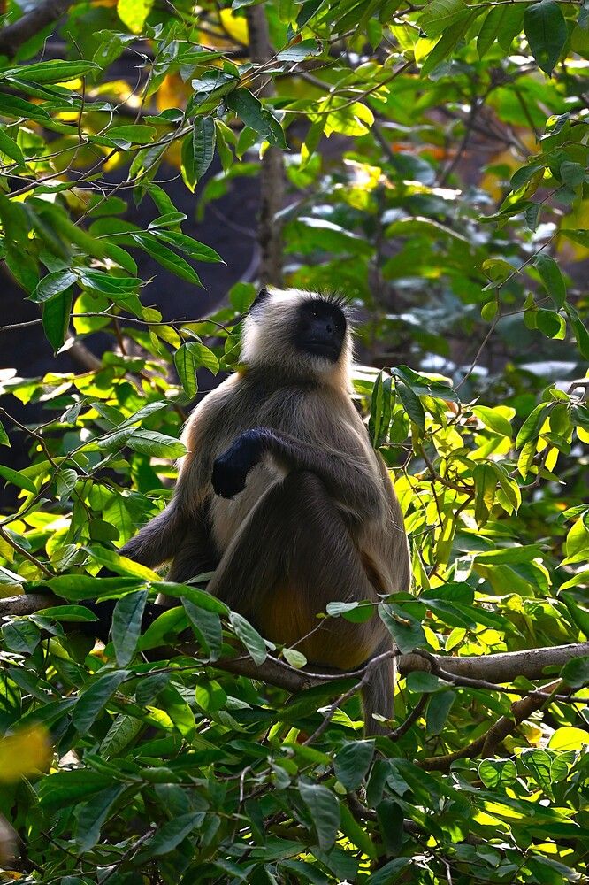 Photograph by Raushan Kumar