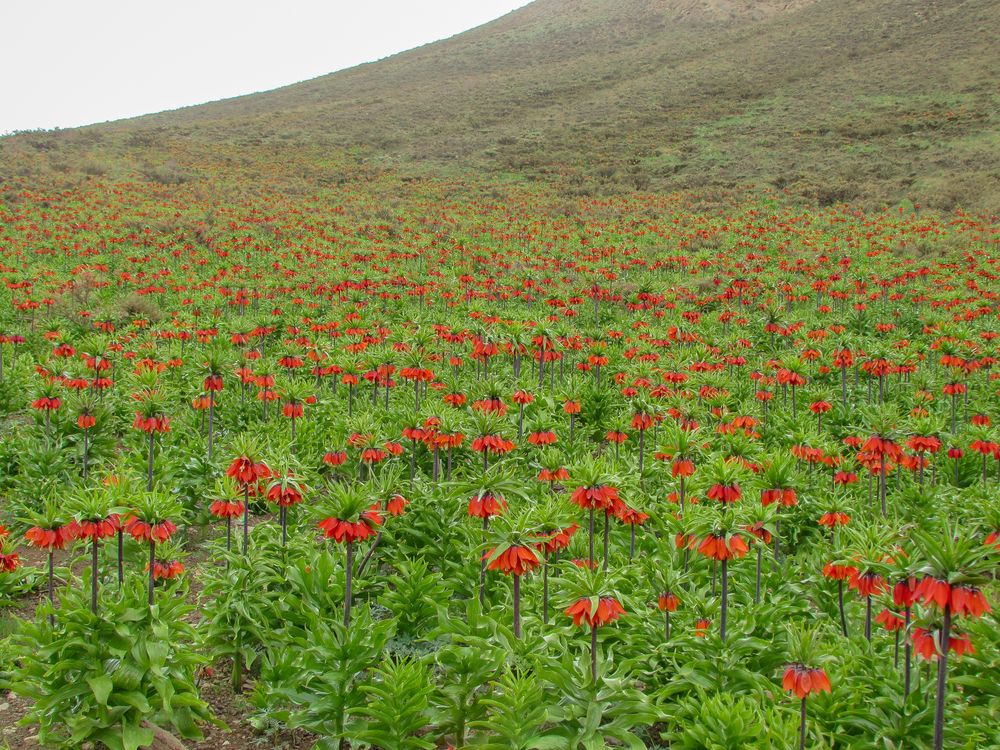 Photograph by Moein Gheysari