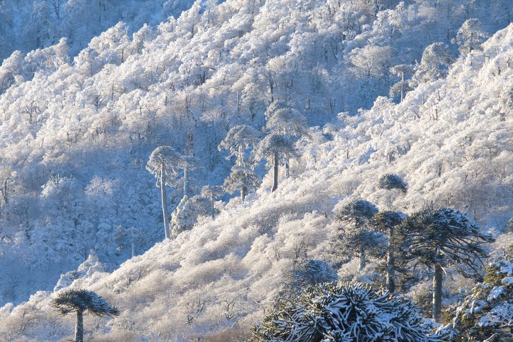 Araucarias en la nieve