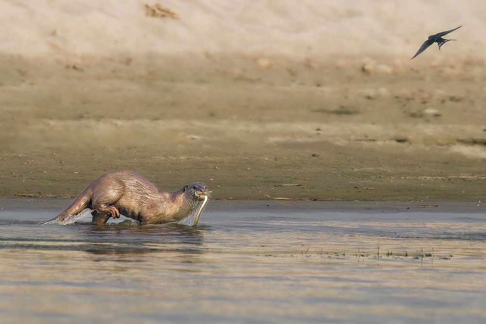 Lunch time of Otter