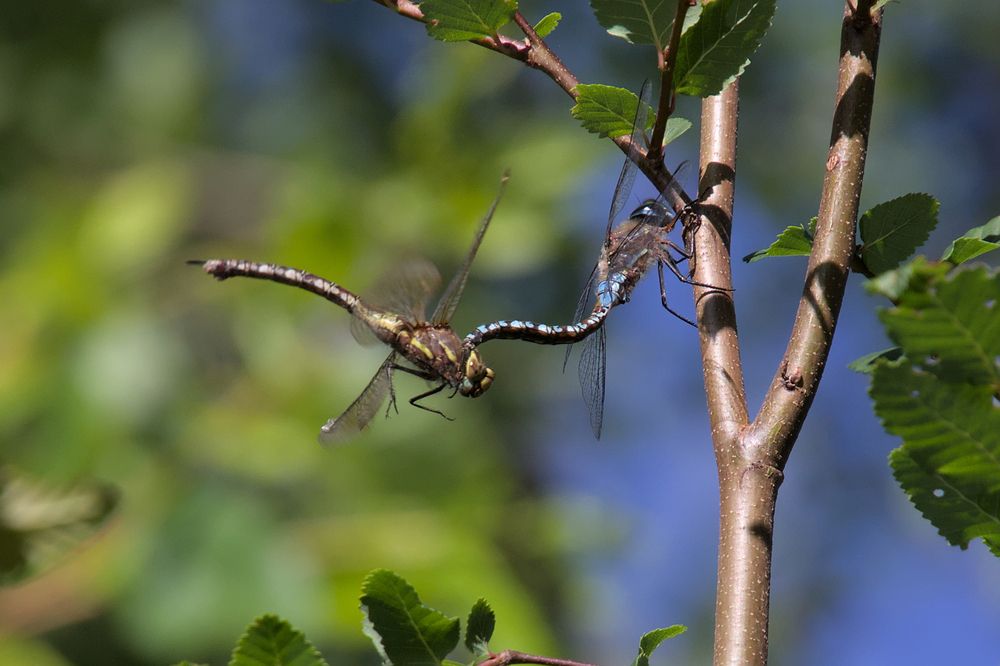 Photograph by Andrés Carmona