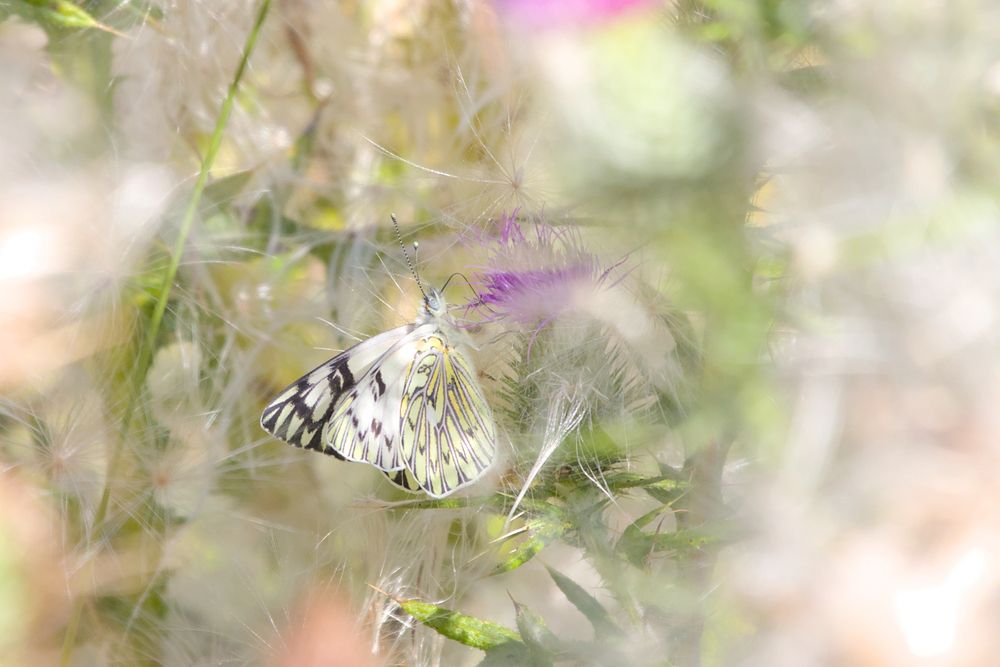 Photograph by Andrés Carmona