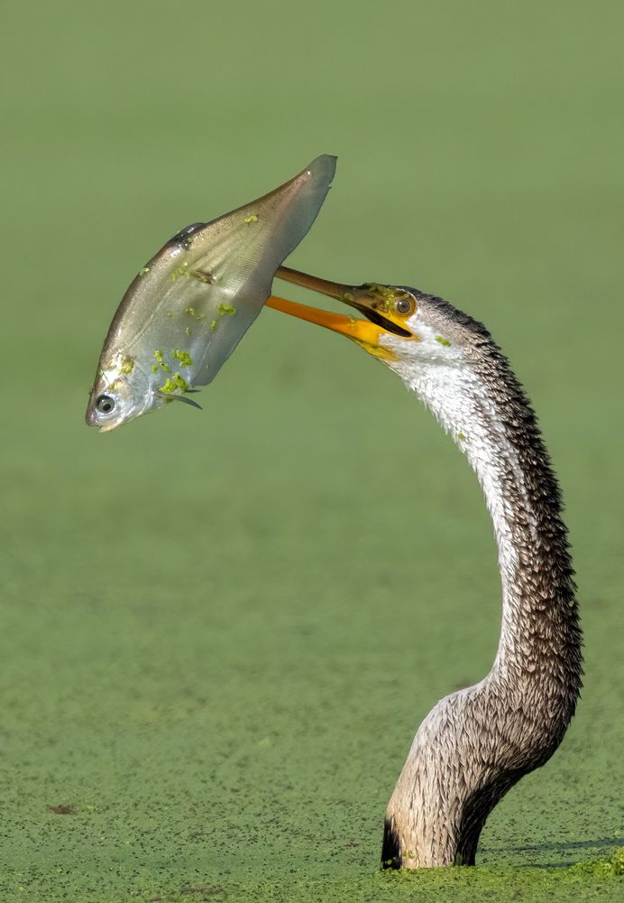 Photograph by Navjot Singh