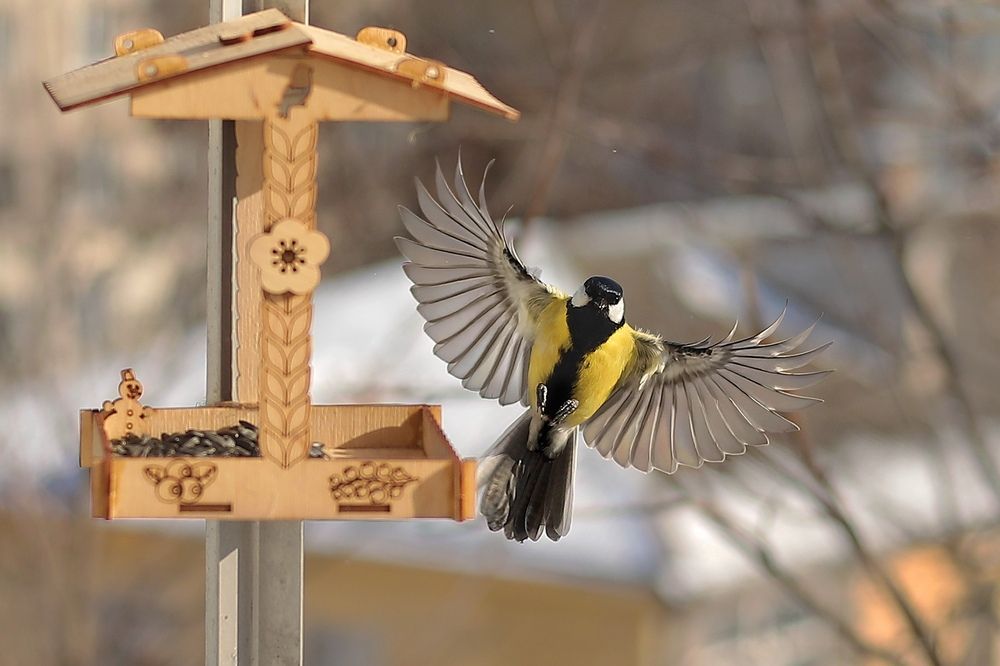 Синички в кормушке.
