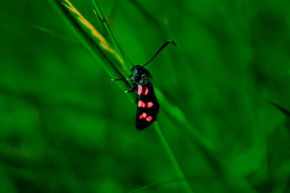 Photograph by Roman Popov